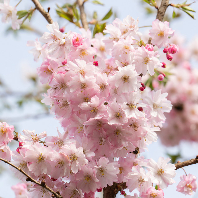 Japanische Blütenkirsche Prunus Autumnalis Rose in Rosa von Mein schöner Garten Shop - Bild 1
