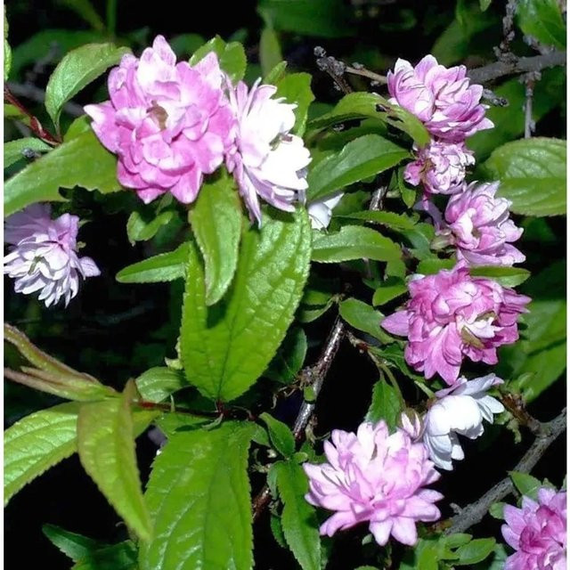 Chinesische Zwergkirsche Prunus glandulosa Rosea in Pink, pflegeleichter Zierstrauch für den Garten, Höhe: 40-60 cm - Bild 1