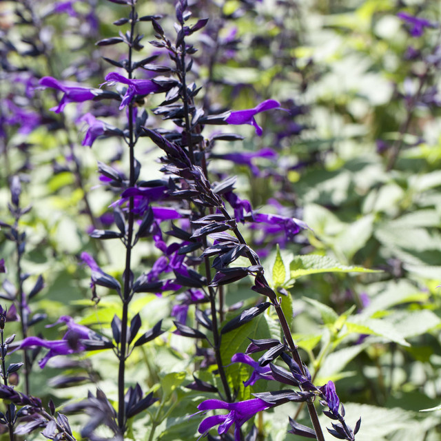 BIO Steppensalbei Amistad Stauden von BLUME2000, 3 Stück - Bild 1