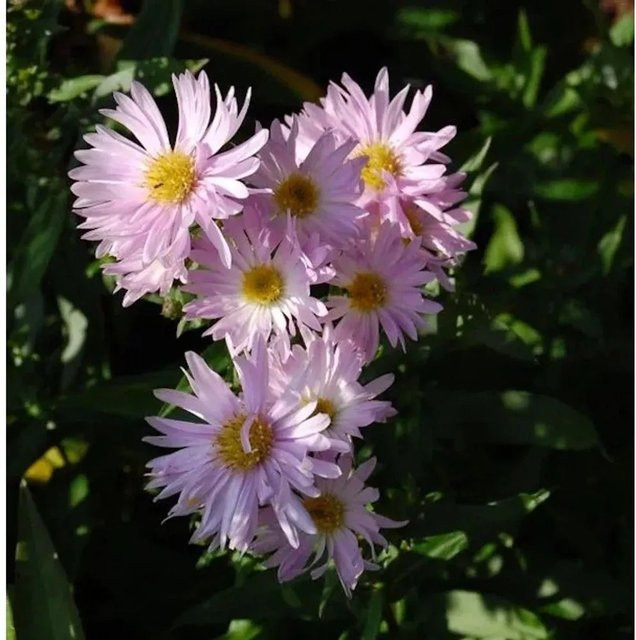 Rauhblattaster Fellowship Aster novae angliae als mehrjährige Schnittpflanze für den Garten - Bild 1