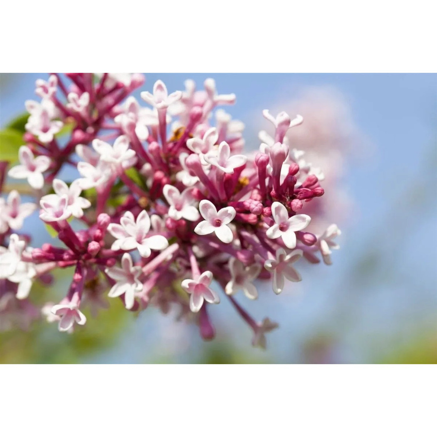 Syringa Microphylla Zwergflieder lila Zierstrauch für Garten und Außenbereich Höhe: 40-60 cm - Bild 2