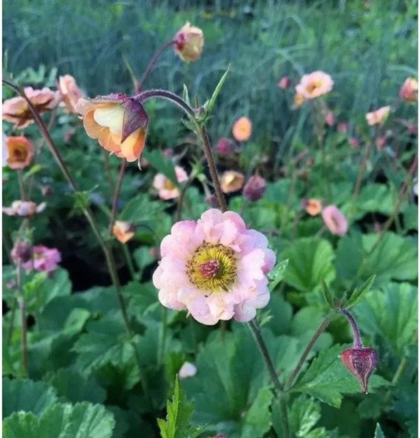 Nelkenwurz Mai Tai Geum cultorum Staude in lachsfarben und pink für Balkon, Terrasse und Kübelpflanzung - Bild 1