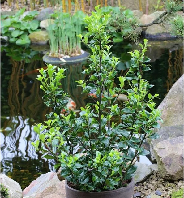 Ilex meserveae Stechpalme Heckenstar als Heckenpflanze für deinen Garten, Höhe: 125-150 cm - Bild 1