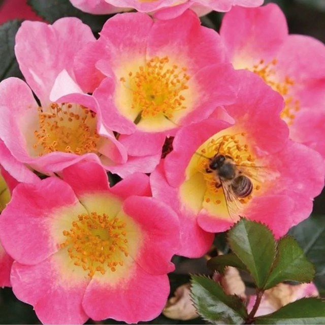 Kordes Nektar-Rose Topolina in Rosa, reichblühender Zierstrauch für den Außenbereich, Höhe: 60 cm - Bild 1