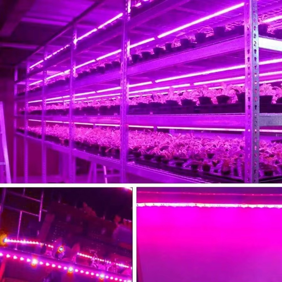 FRST LED Vollspektrum Pflanzenwachstumslicht mit 60 Lampenperlen pro Meter für Gewächshaus und Pflanzensamen - Bild 4