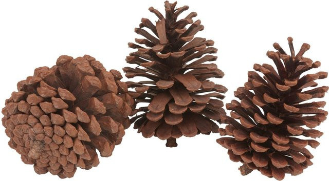 VBS Pinienzapfen und Tannenzapfen aus Naturmaterial, 3 Stück, Braun, herbstlich - Bild 1