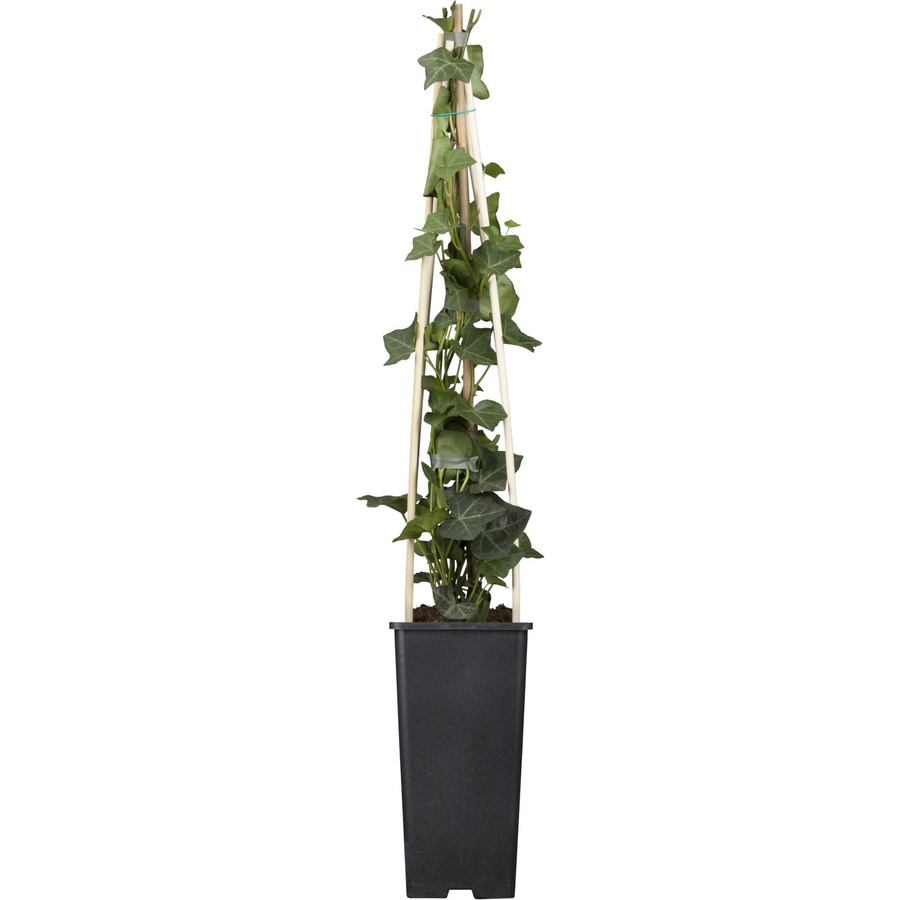 Großblättriger Irischer Efeu Hedera hibernica, Höhe: 40 - 60 cm, Topf-Durchmesser: 17 cm - Bild 2