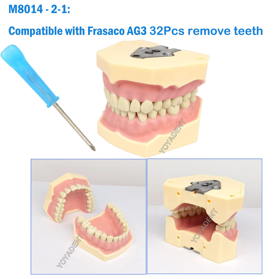 Frasaco AG3 Typodont Dental Zähne Modell, 32-teiliges Set - Bild 2