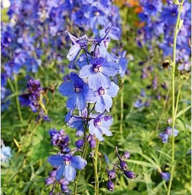 Delphinium belladonna Rittersporn Bellamosum blaue Staude für den Garten - Bild 1