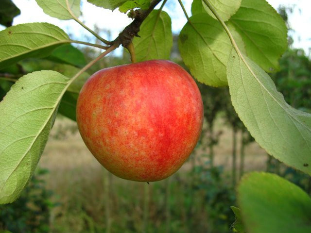 Apfel Cox Orange Obstbaum als mehrjährige, winterharte Pflanze für Allergiker - Bild 1