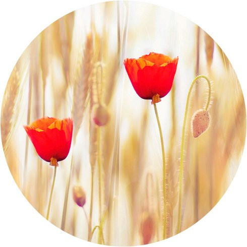 K&L Wall Art Runde Vliestapete Mohnblumen, mehrfarbig, matt - Bild 1