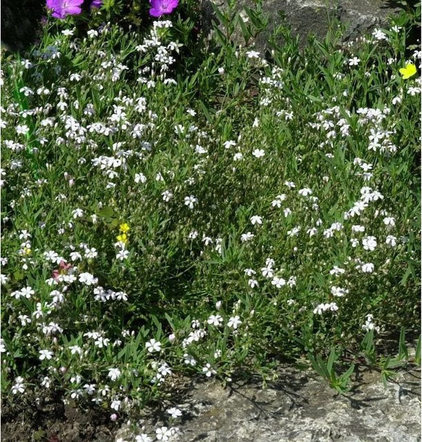 Schleierkraut Gypsophila repens weißer Bodendecker von Nr-01.de - Bild 1