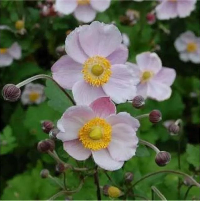 Herbstanemone Richard Ahrends Anemone japonica als mehrjährige Beetpflanze und Schnittblume - Bild 1