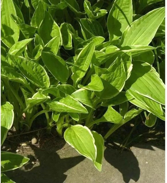 Hosta sieboldii Alba Schmalblattfunkie - Grüne und weiße Staude als Bodendecker - Bild 1