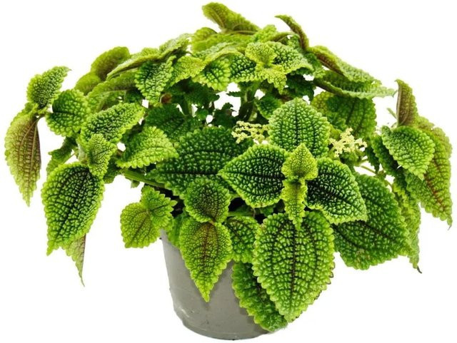 Exotenherz Kanonierpflanze Pilea Involucrata Moon Valley Mondkraterpflanze im 12cm Topf - Bild 1