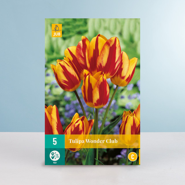Mehrblütige Tulpe Wonder Club von BLUME2000 mit 5 Zwiebeln - Bild 1