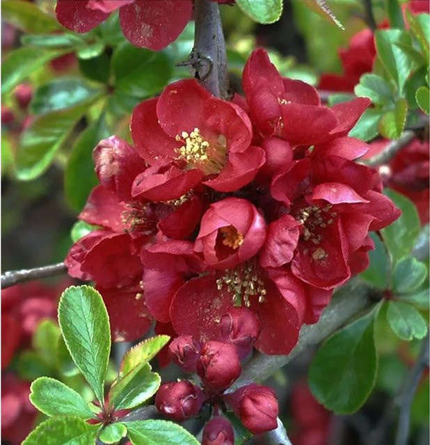 Niedrige Scheinquitte Chaenomeles japonica rote Heckenpflanze für den Garten, Höhe: 80-100 cm - Bild 1