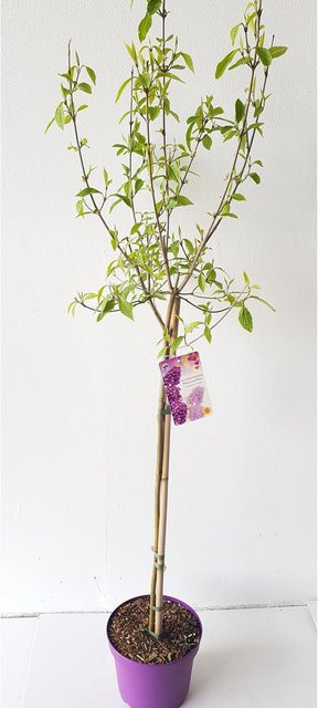 Callicarpa Profusion Liebesperlenstrauch Stämmchen von Pflanzen-Boering, Zierstrauch in Lila und Grün, Gesamthöhe: 135 cm - Bild 1