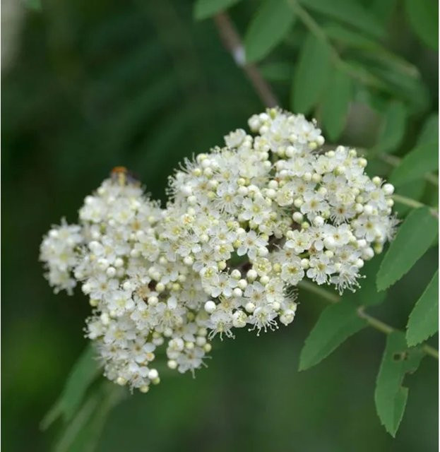 Mährische Eberesche Sorbus aucuparia mit roten Beeren, Höhe: 60-80 cm - Bild 1