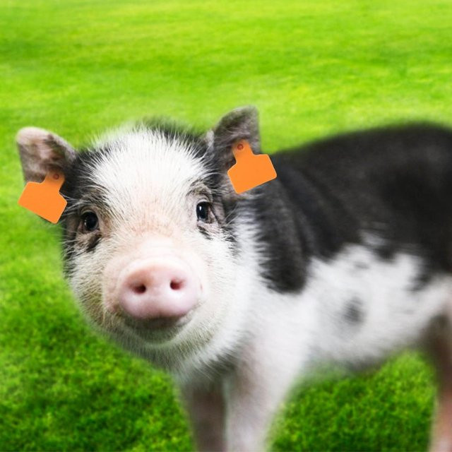 100 Stück Ohrmarken-Etiketten von mfySpace für Nutztiere wie Schweine, Rinder und Schafe, orange, B/H: 48 x 40 mm - Bild 1