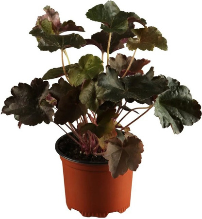 GROW by OBI Heuchera Purpurglöckchen Splendens Rot Stauden im Topf mit Topf-Durchmesser: 9 cm