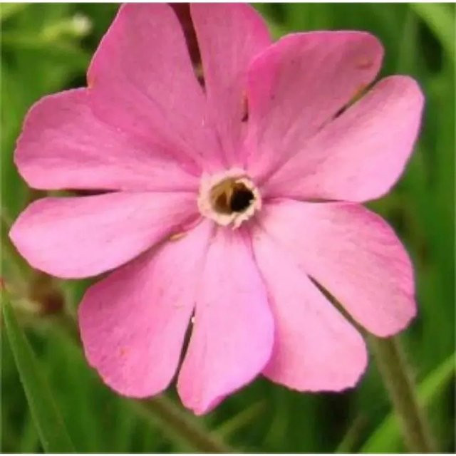 Rote Lichtnelke Silene dioica als mehrjährige Pflanze in Rot und Pink für Steingärten und Naturgärten - Bild 1