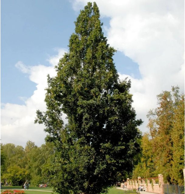 Pyramideneiche Quercus robur Fastigiata von Nr-01.de, 60-80 cm Höhe - Bild 1