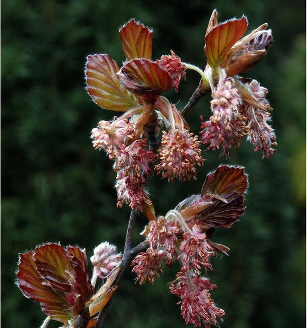 Rotlaubige Buche Long Red Fagus sylvatica von Nr-01.de in Rot für deinen Garten - Bild 1