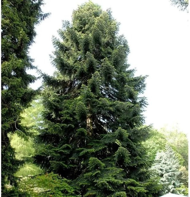 Nordmannstanne Abies nordmanniana als Weihnachtsbaum, grün, Höhe: 60-80 cm - Bild 1