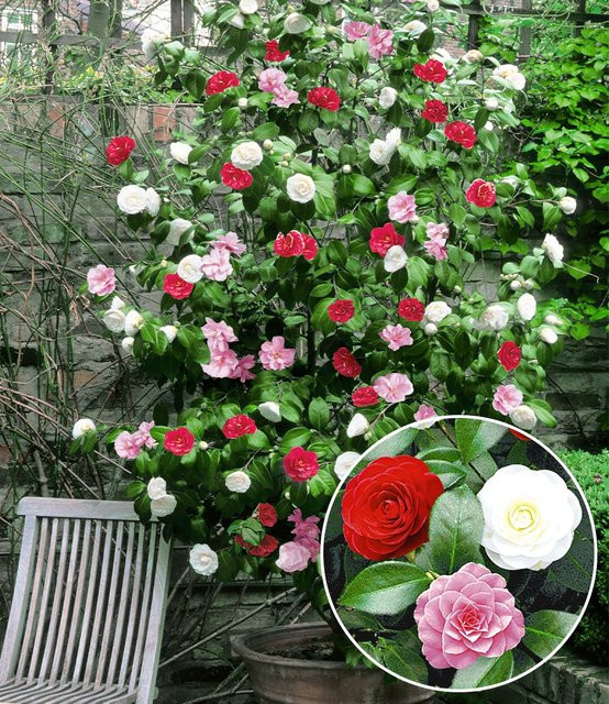 Winterharte Garten-Kamelie Tricolor - Bild 1