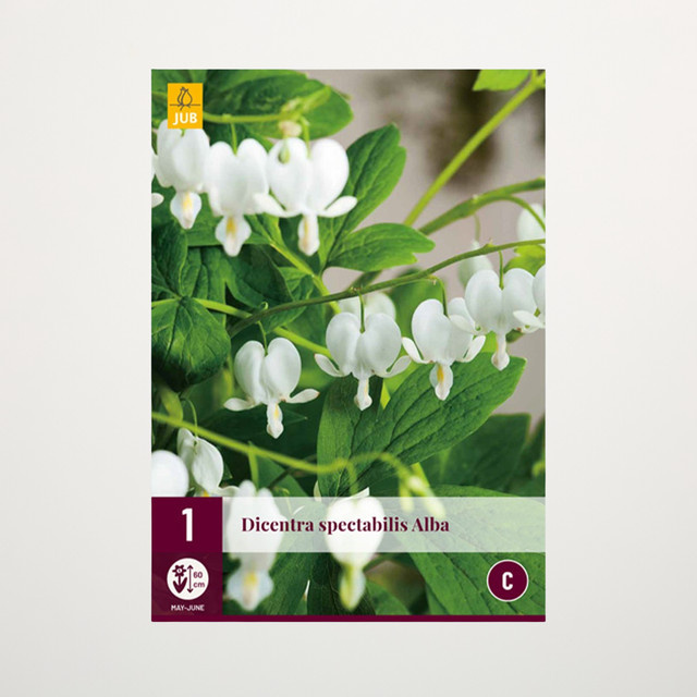 Tränendes Herz Alba Rhizom von BLUME2000 - Bild 1