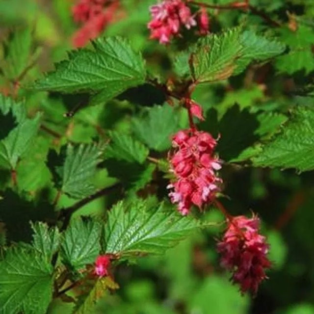 Arborix Traubenspiere Neillia affinis Zierstrauch in Rosa, Höhe: 40 bis 60 cm - Bild 1