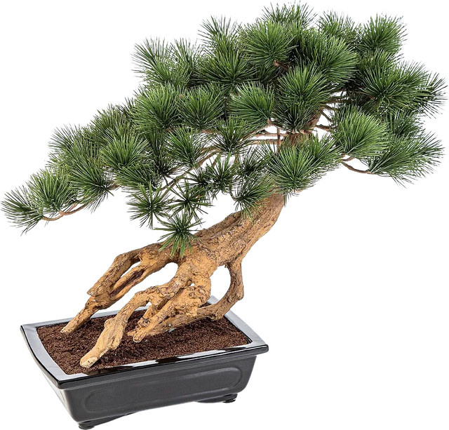 Aplanta Künstlicher Bonsai Sakura Höhe: 55 cm - Bild 1