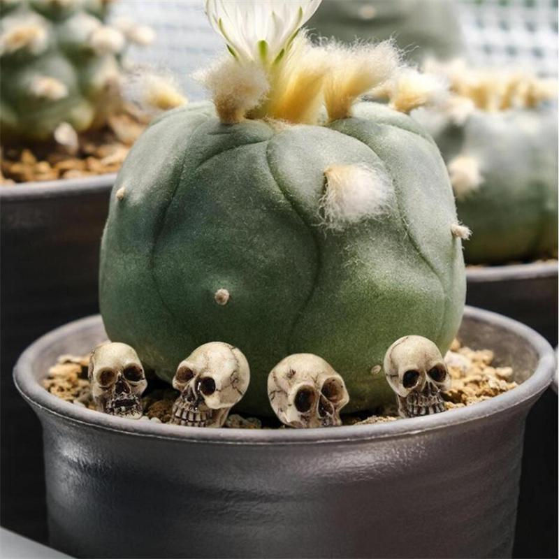 Chenxiaogang Mini-Schädel aus Kunstharz in Beige als Halloween-Dekoration für Haus und Garten - Bild 5