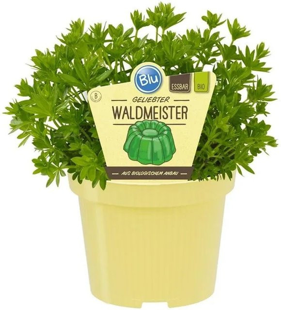 Exotenherz Waldmeister Galium Odoratum Bio-Qualität Kräuterpflanze im 12cm Topf - Bild 1