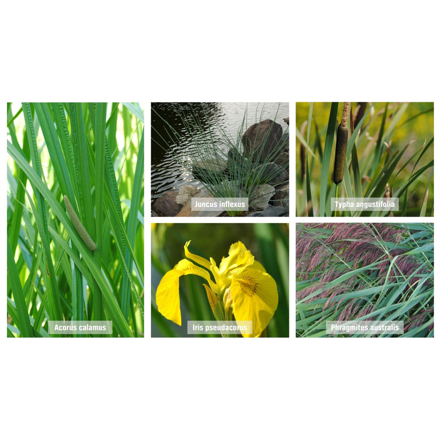 GROW by OBI Teichpflanzen Set für die Tiefwasserzone mit pflegeleichten Sauerstoffpflanzen im Topf, Durchmesser: 9 cm - Bild 2