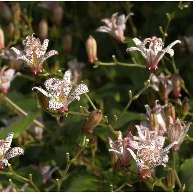 Violette Krötenlilie Tricyrtis formosana mit Punkten als Garten-Staudenpflanze - Bild 1