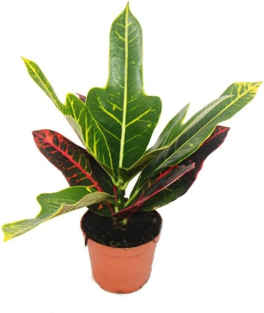 Exotenherz Wunderstrauch Croton Codiaeum Zimmerpflanze, mehrfarbig, Topfgröße: 9 cm - Bild 1