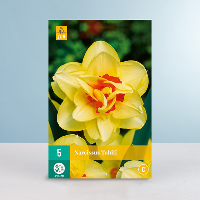 Gefüllte Narzisse Tahiti Blumenzwiebeln von BLUME2000, 5 Stück - Bild 1