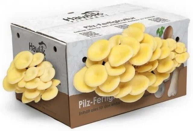 Hawlik Pilzbrut Limonenpilz-Kultur als Komplettset zum Pilze Züchten für Zuhause - Bild 1