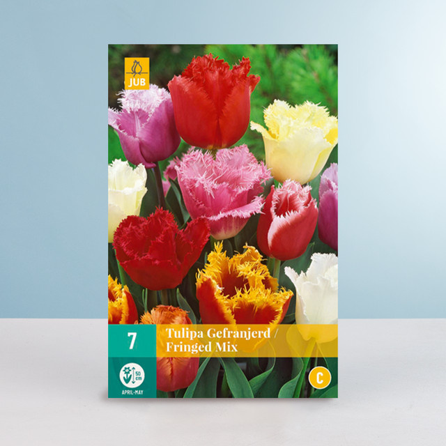 BLUME2000 Gefranste Tulpen Fringed Mix Blumenzwiebeln 7 Stück - Bild 1