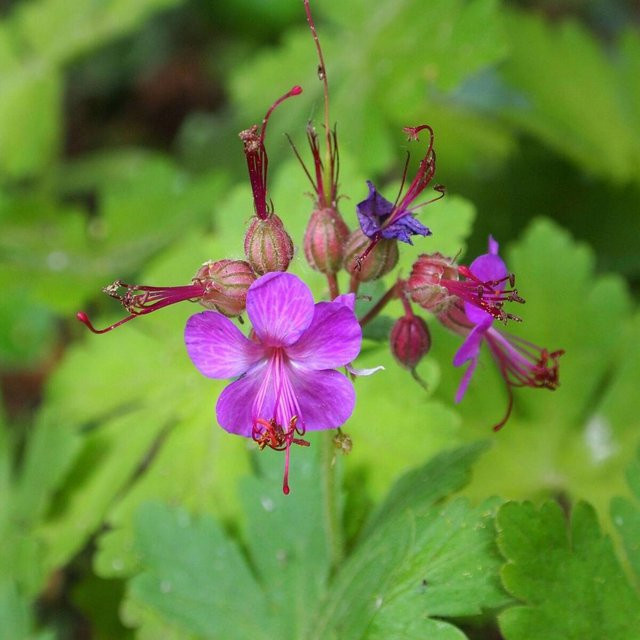 Storchschnabel Geranium Berggarten in Purpurrosa als mehrjährige Zierpflanze von Mein schöner Garten Shop - Bild 1