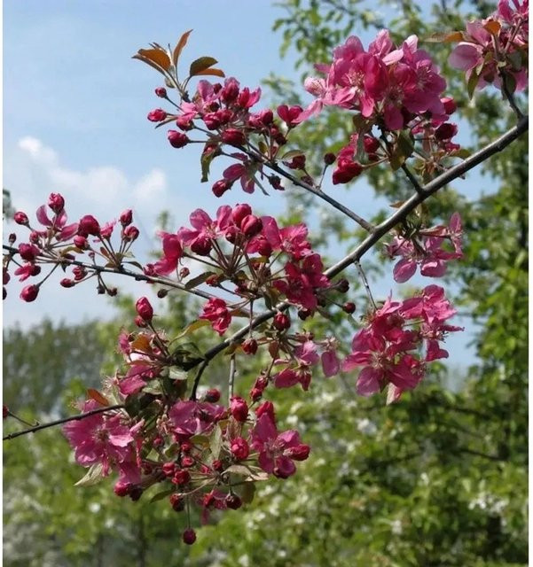 Zierapfel Scarlet Malus Hybride mit pinken Blüten, Höhe: 80-100 cm - Bild 1