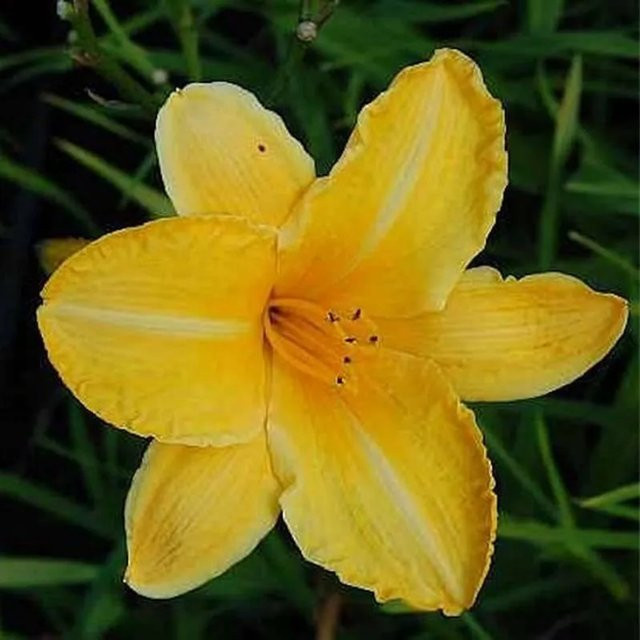 Taglilie Cartwheels Hemerocallis cultorum als mehrjährige Staude für Beet und Staudengärten - Bild 1