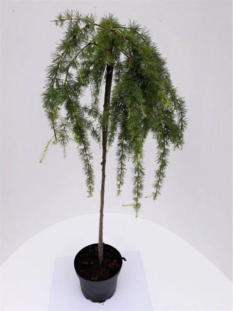 Pflanzen-Boering Hängelärche Stämmchen Larix Stiff Weeper, Farbe: Grün, Gesamthöhe: 150-160 cm, Stammhöhe: 125 cm - Bild 1