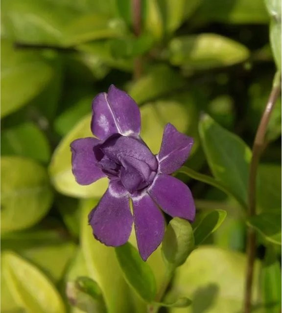 Kleinblättriges Immergrün Vinca minor als wintergrüne Gartenpflanze im Topf von Nr-01.de - Bild 1