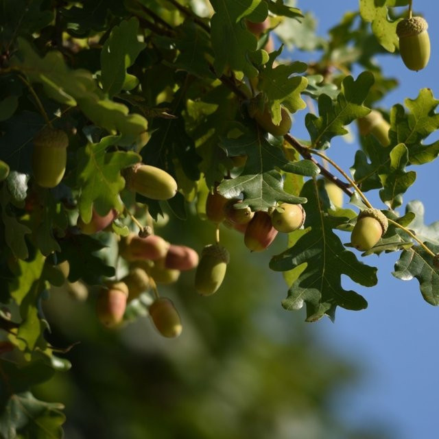 BIO Stieleiche Quercus als Baum von Kwekerij Koperwiek - Bild 1