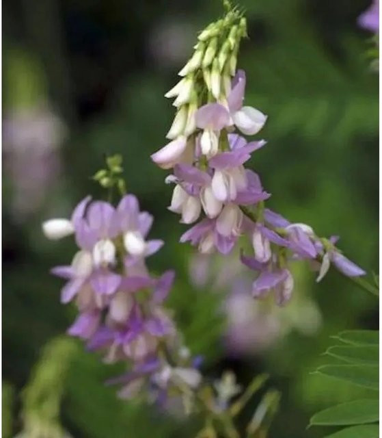 Galega officinalis Violette Geißraute von Nr-01.de als mehrjährige Pflanze im Topf - Bild 1