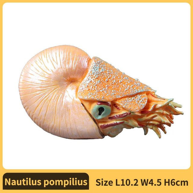 Yiran toy 1 Nautilus Ammonit Figur, Plastikmodell, ab 1,5 Jahre - Bild 1