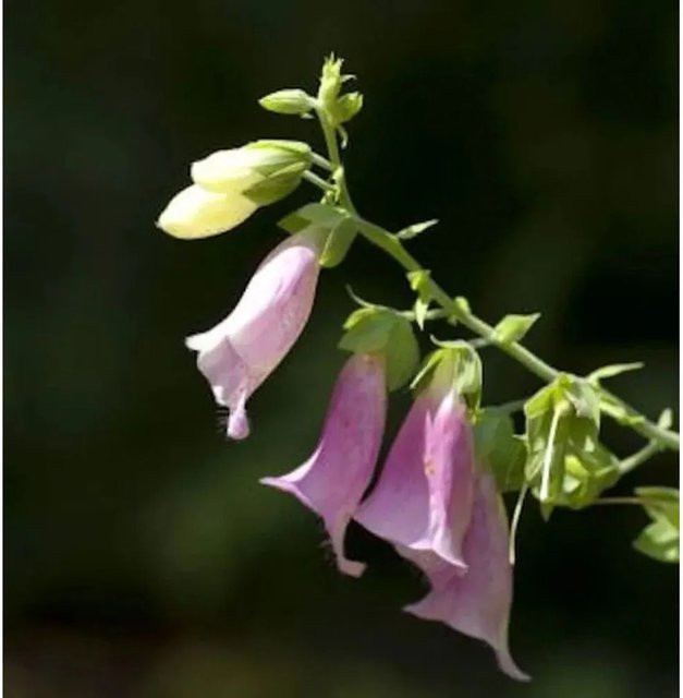 Fingerhut Digitalis purpurea in Apricot von Die Nr-01.de als mehrjährige Pflanze im Topf - Bild 1